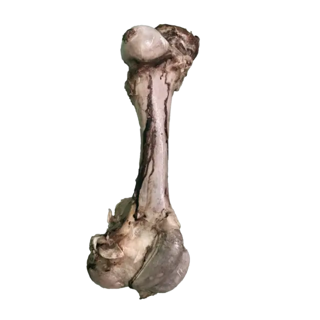 JO PRO DOG - Smoked Bone (M) - 1 PCS