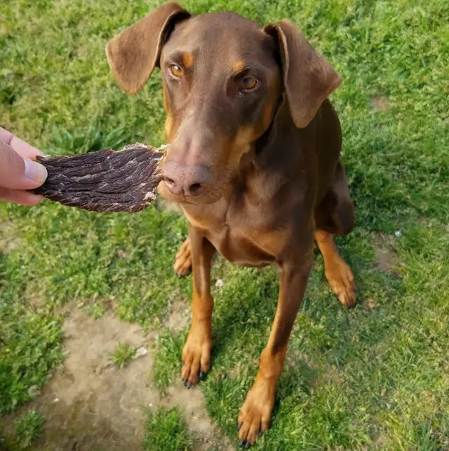 JO PRO DOG - Dried beef 100g