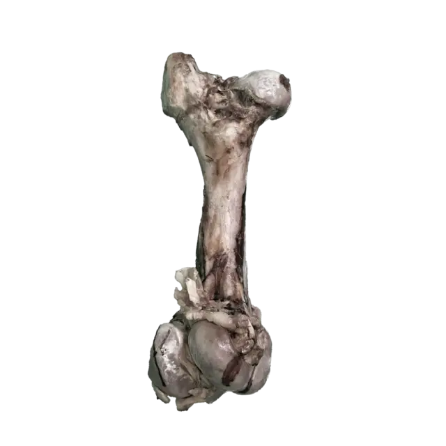 JO PRO DOG - Smoked Bone (M) - 1 PCS