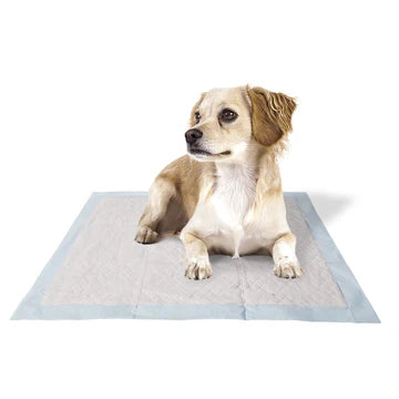 Dog lying on a large doggy pad with a white background