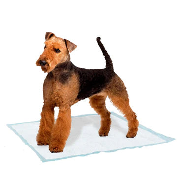 Dog standing on a transparent mat with a white background