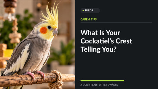Cockatiel with an expressive raised crest perched comfortably at home
