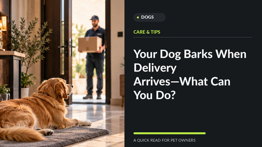 Golden retriever calmly watching a parcel delivery at an apartment entrance