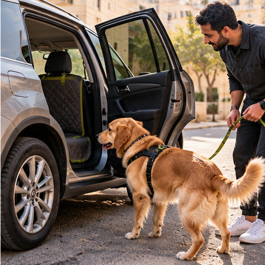 Dog looking into an open parked vehicle with its owner encouraging it gently