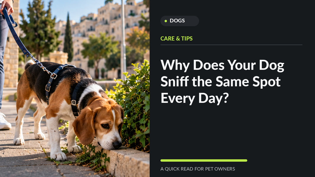 Dog exploring scents beside a path in an Amman neighborhood