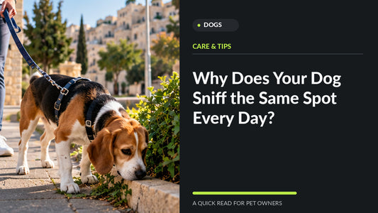 Dog exploring scents beside a path in an Amman neighborhood