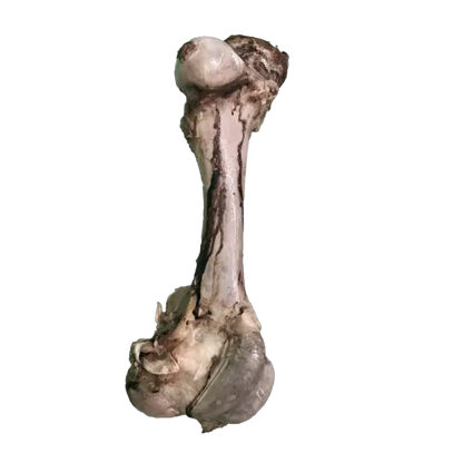JO PRO DOG - Smoked Bone (M) - 1 PCS