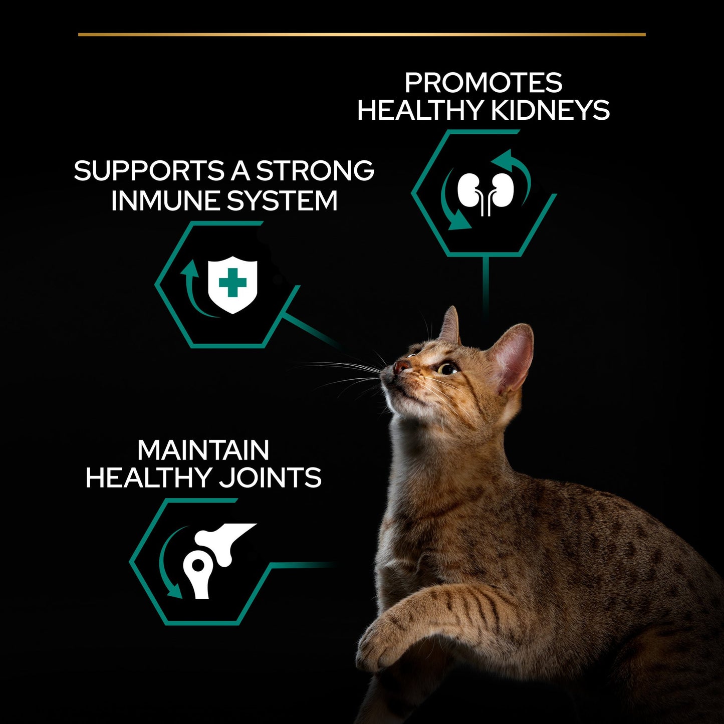 Pro Plan Adult Renal Plus Everyday Dry Cat Food with Chicken-Bundle Offer