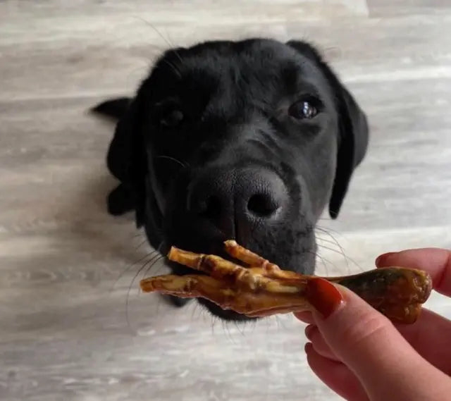 JO PRO DOG - Dried Chicken feet - 15 PCS