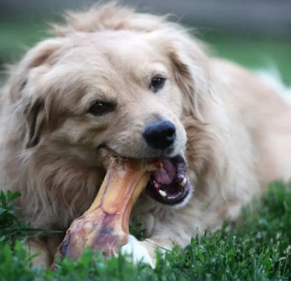 JO PRO DOG - Smoked Bone (M) - 1 PCS