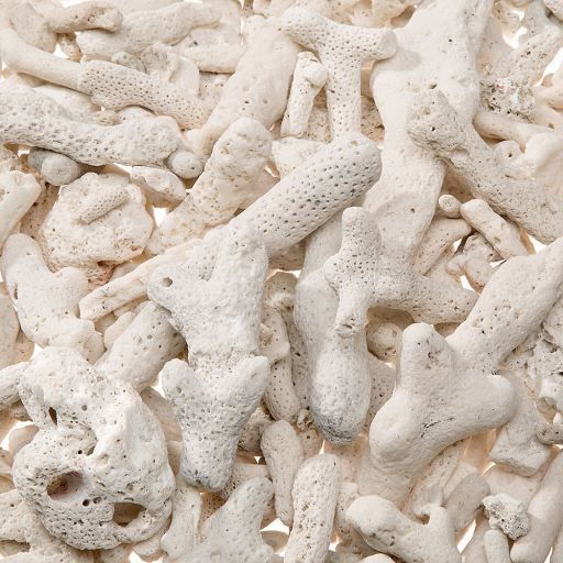 Close-up of white coral pieces on a white background
