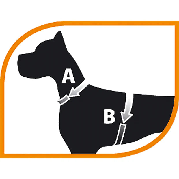 Diagram of a dog with labeled measurements on a white background