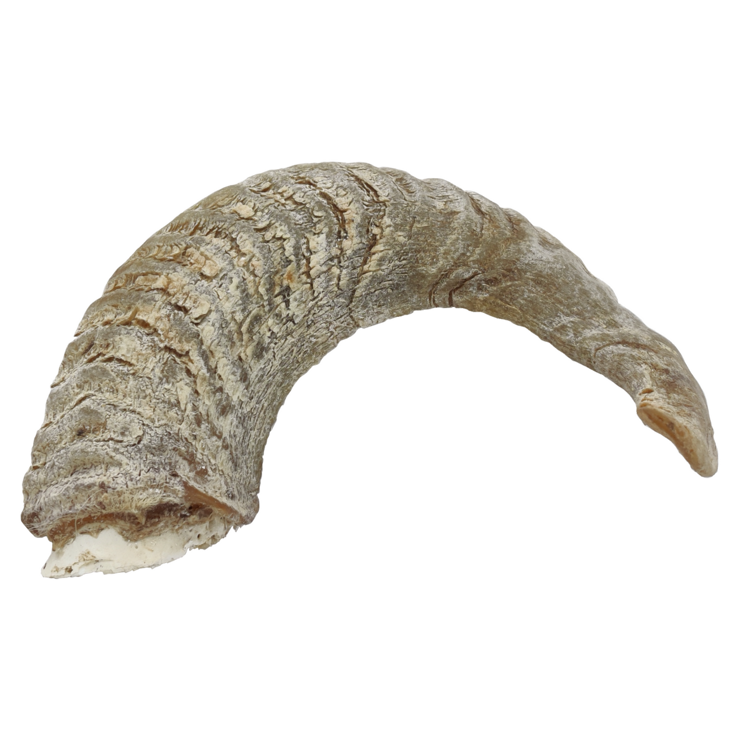 Doggy Bites - Lamb Horn Medium