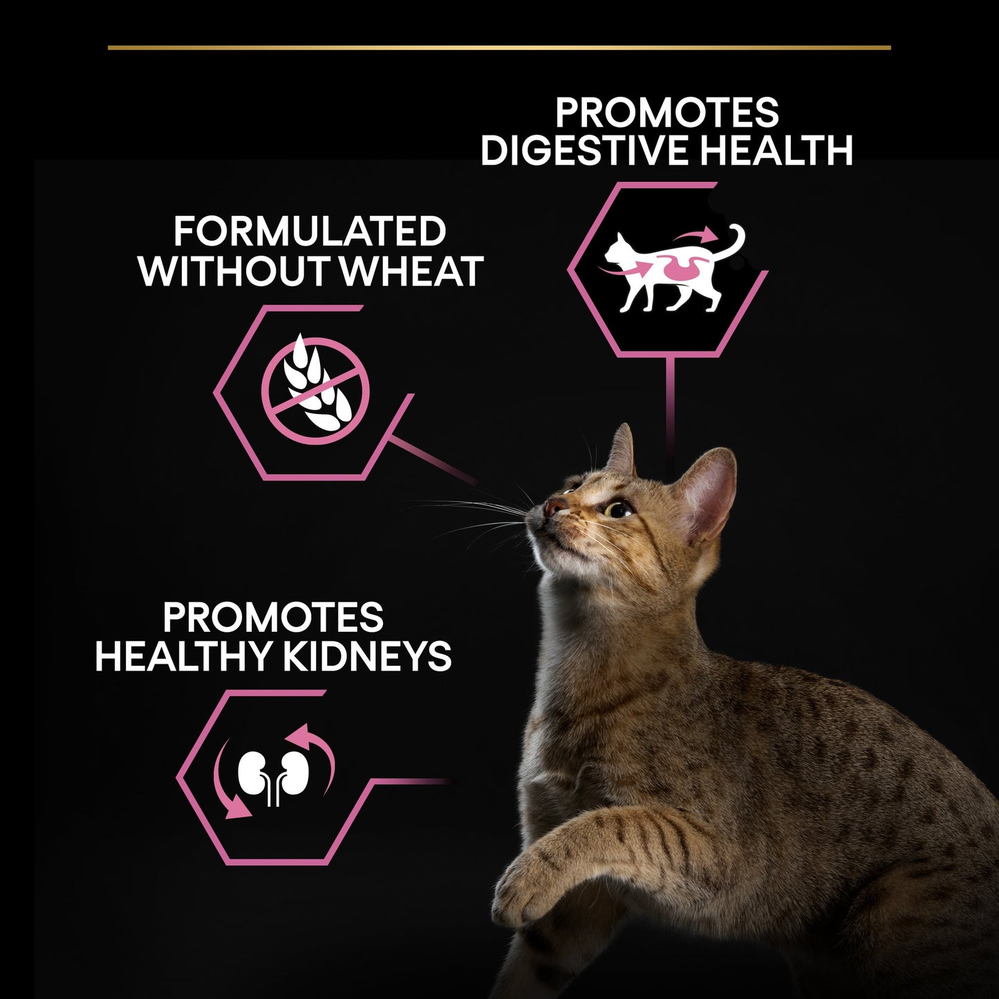 Cat looking up with health benefits text on a black background