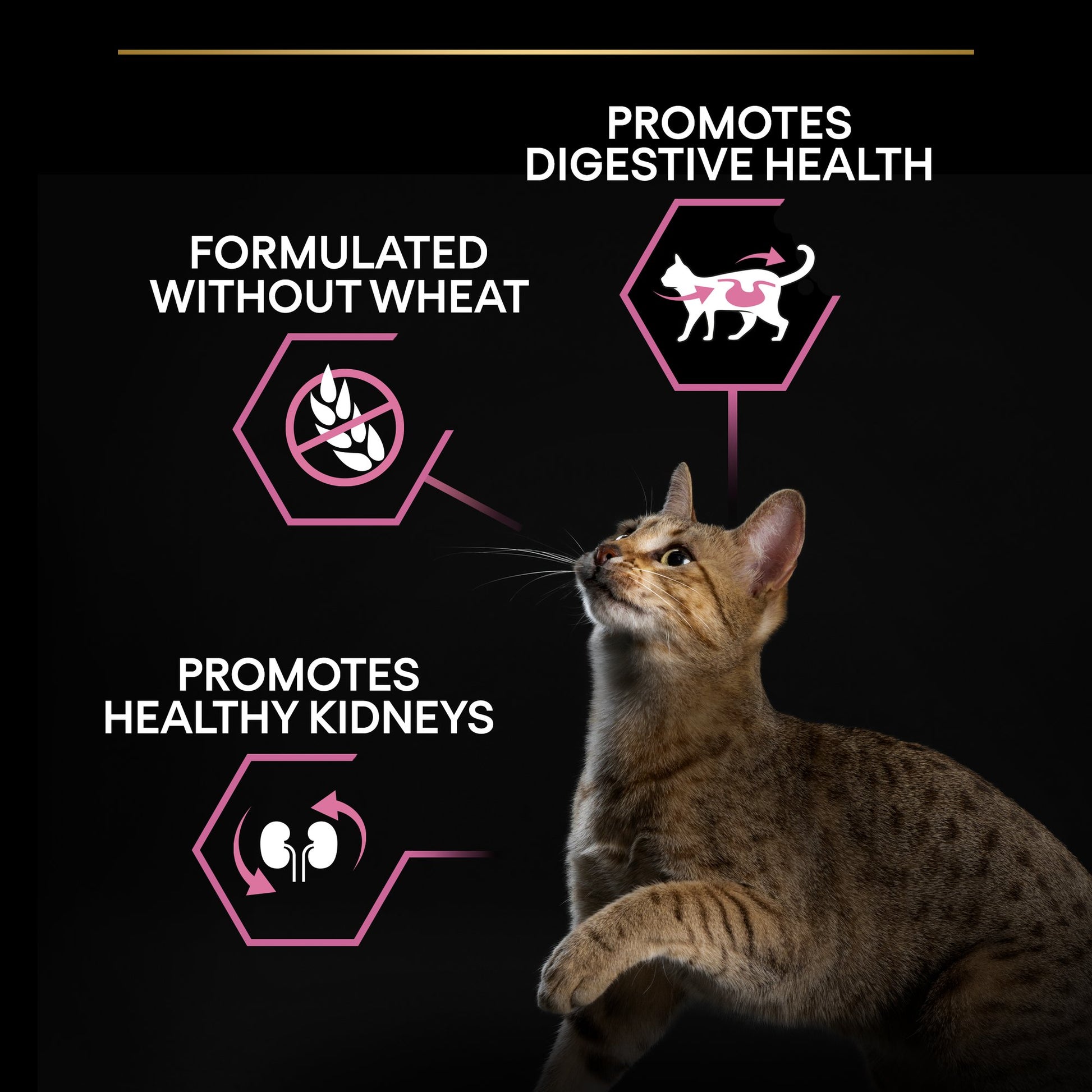 Cat looking up with health benefits text on a black background