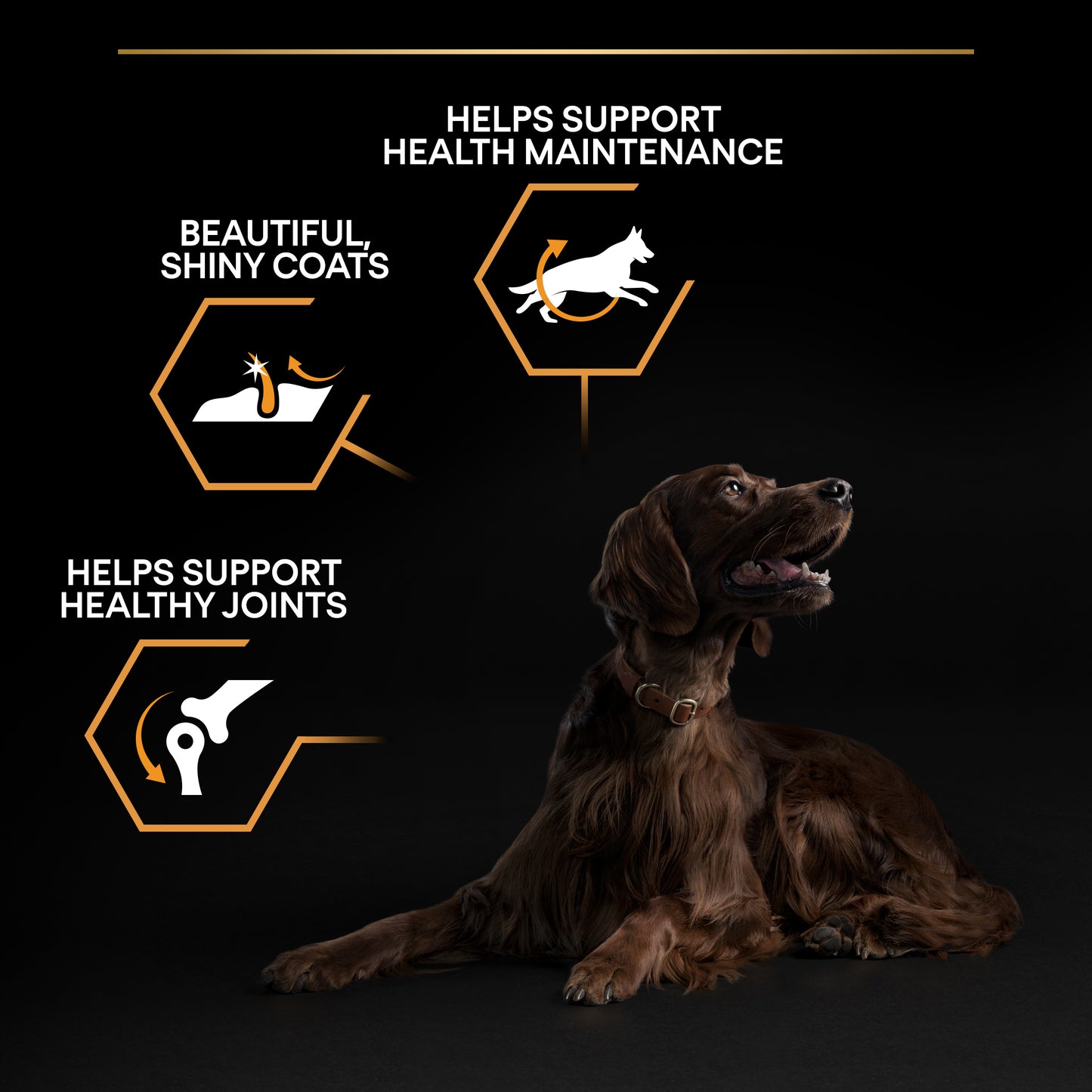 Dog sitting on black background with product benefits highlighted