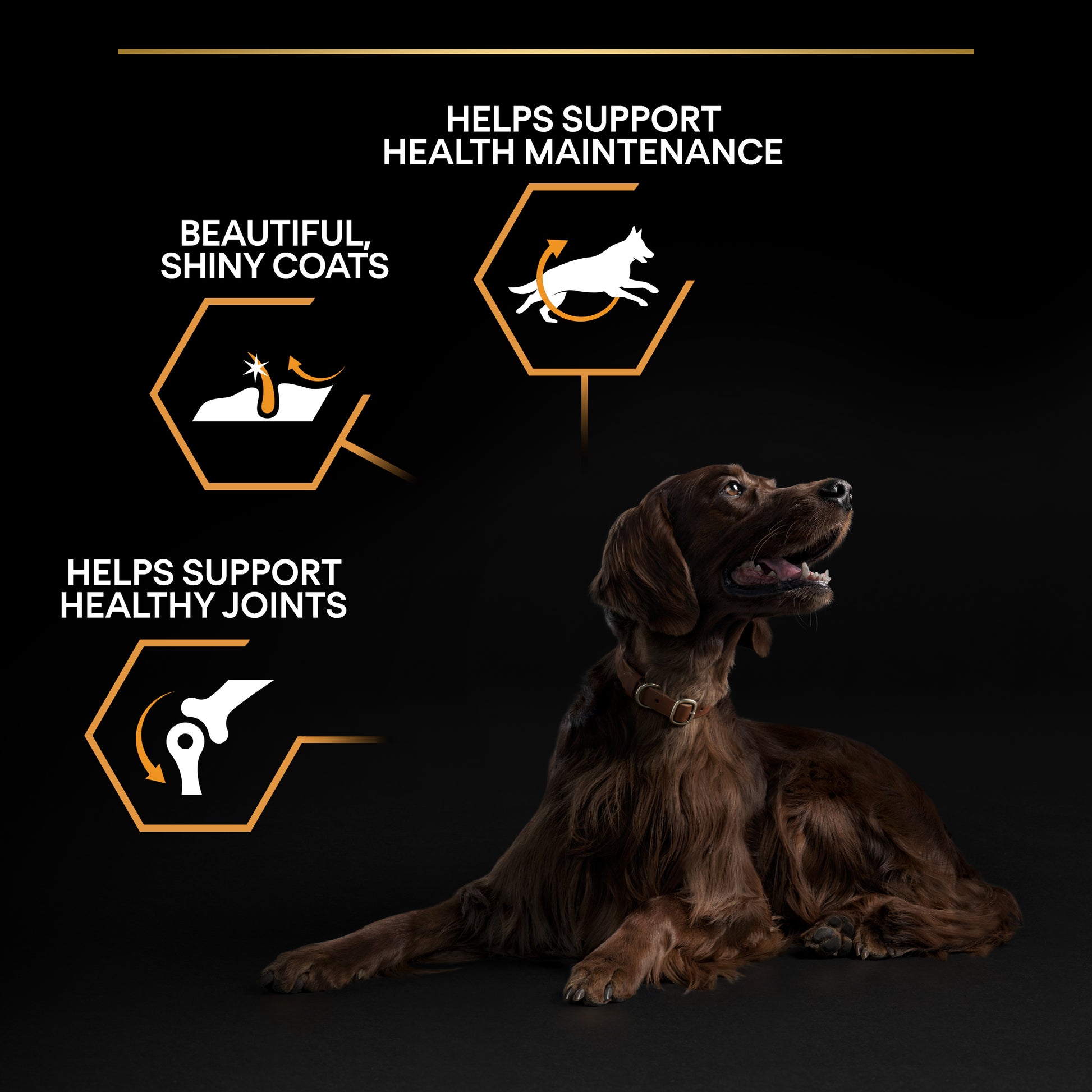Dog sitting on black background with product benefits highlighted