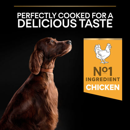Dog looking at a label with a chicken icon and 'No.1 Ingredient Chicken' text on a black background.