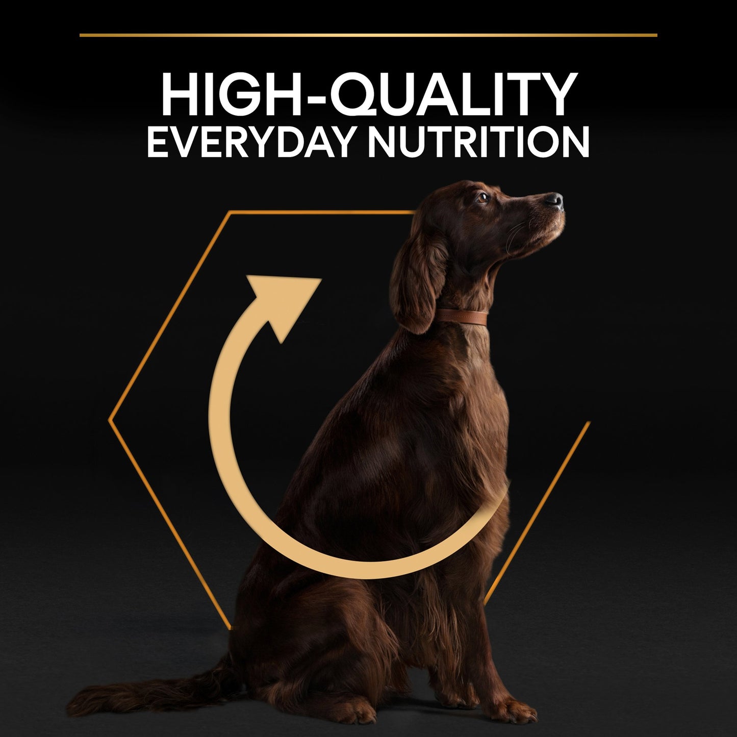 Dog with 'High-Quality Everyday Nutrition' text and design on a dark background
