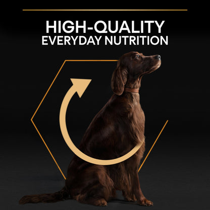 Dog with 'High-Quality Everyday Nutrition' text and design on a dark background