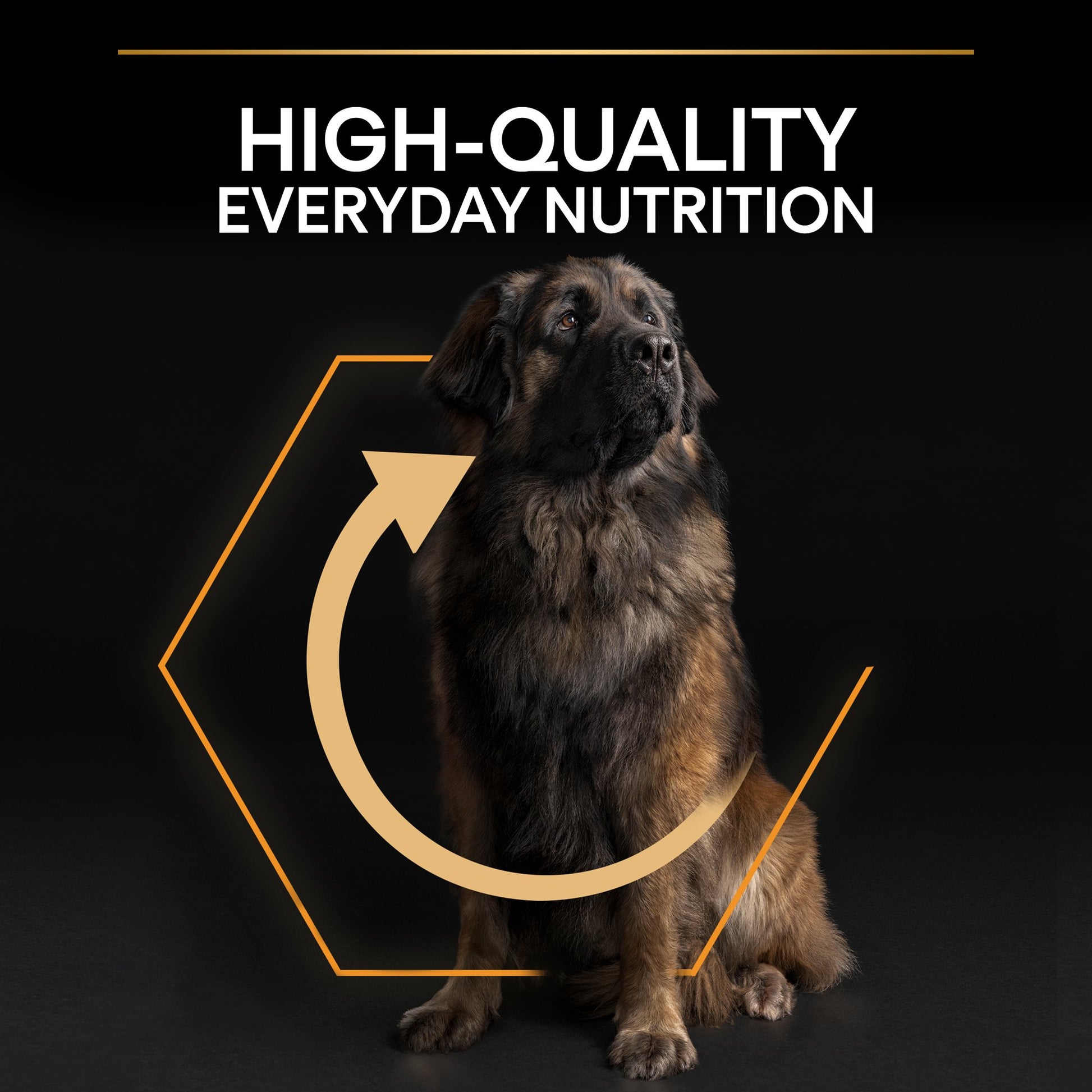Dog with 'High-Quality Everyday Nutrition' text and circular design on a black background