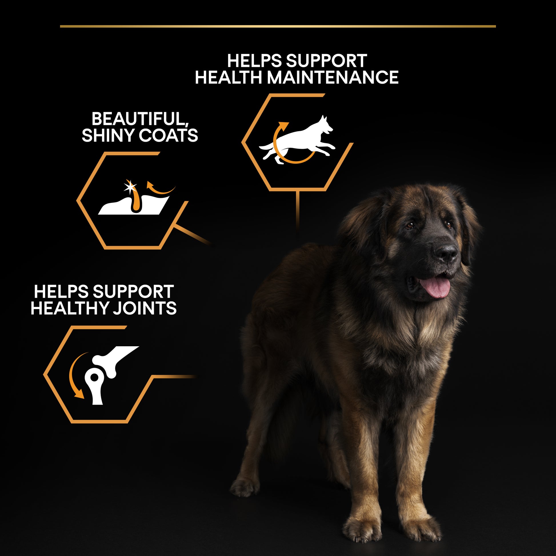 Dog with health benefits text on a black background