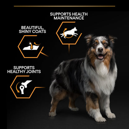 Dog with health benefits highlighted on a black background