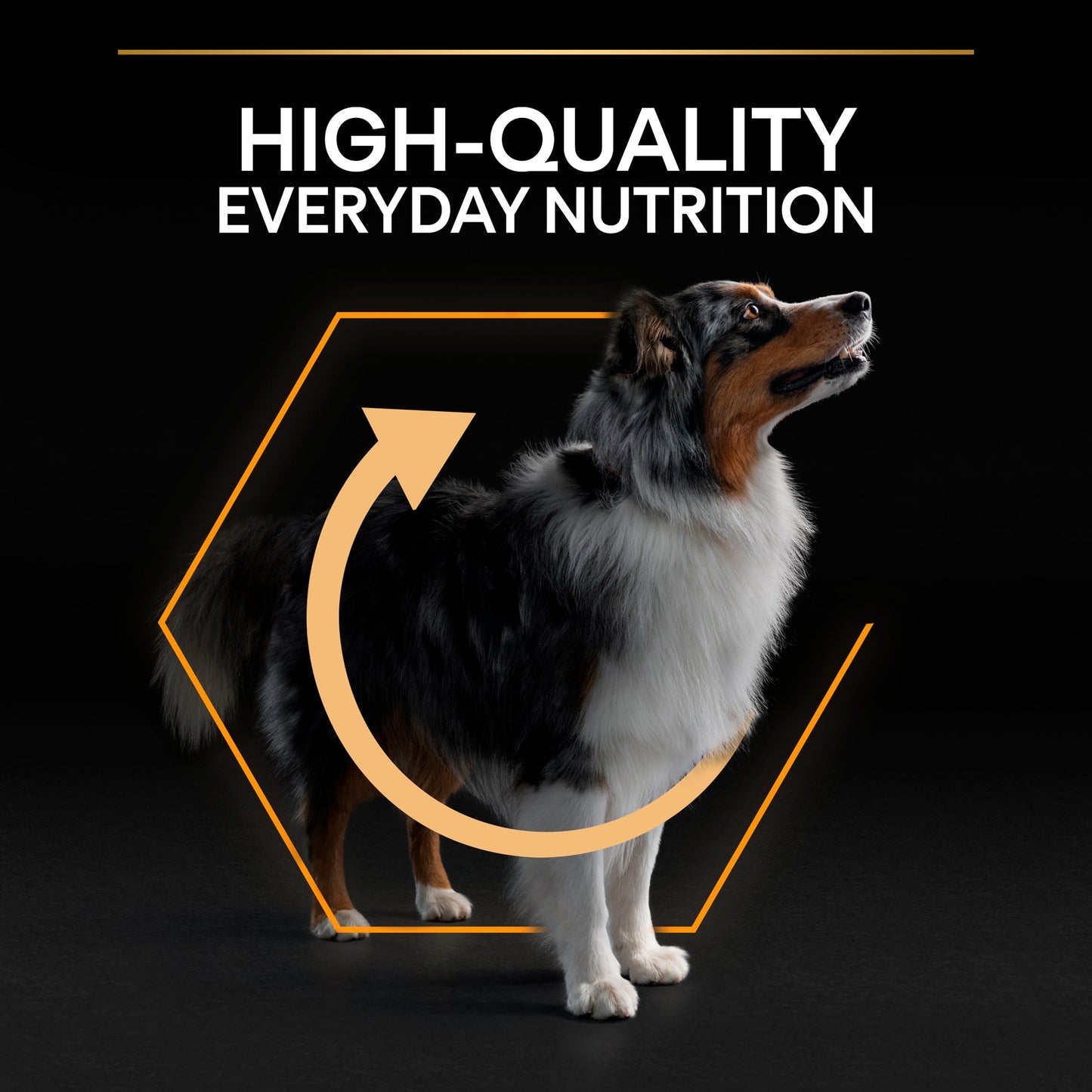 Pro Plan Everyday Nutrition Medium Adult, Dry Dog food with Chicken, 3 kg