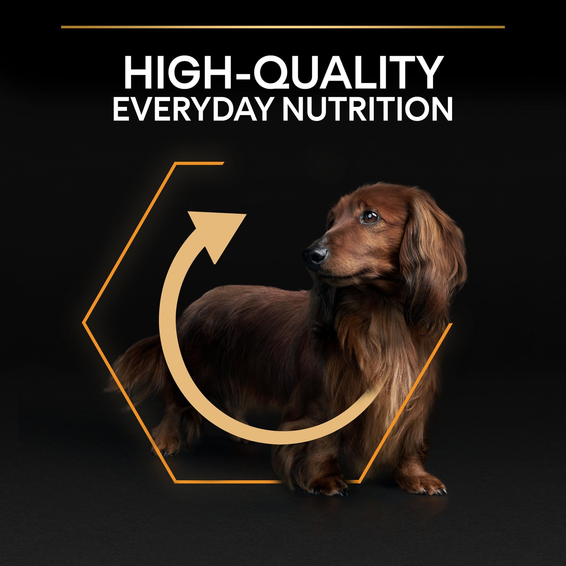Dog with high-quality nutrition text and graphic on black background