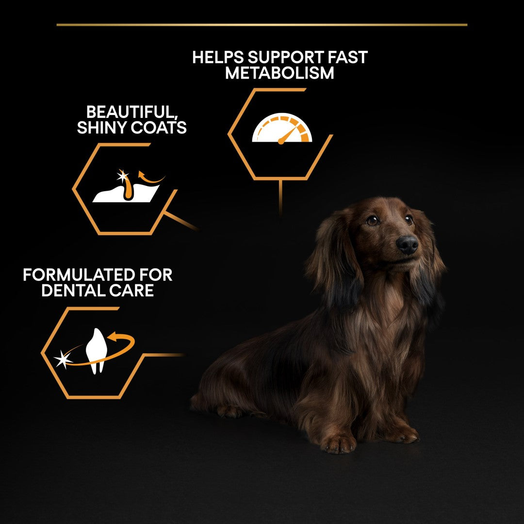 Dog with pet care product features