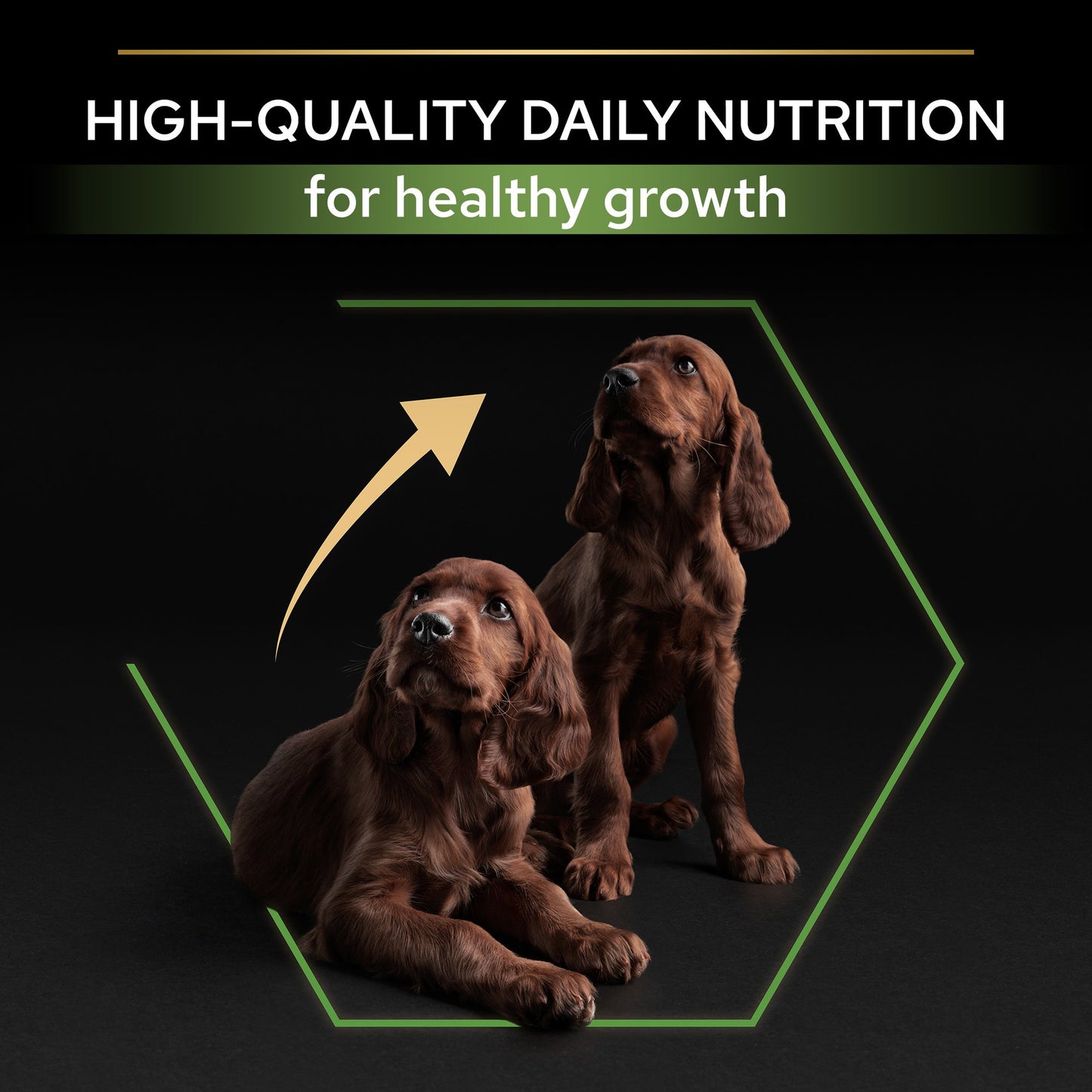 Two brown puppies with text about high-quality daily nutrition for healthy growth on a black background.