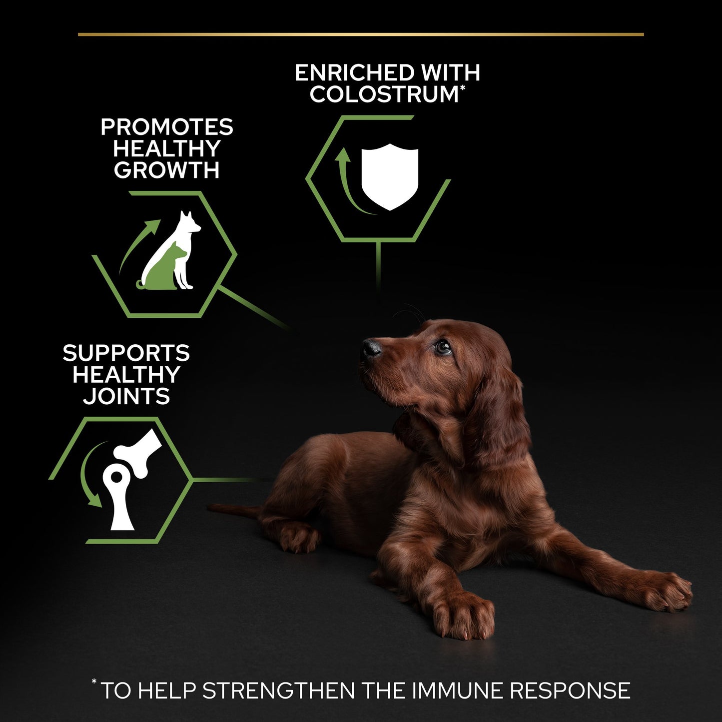 Dog lying down with product benefits highlighted on a dark background