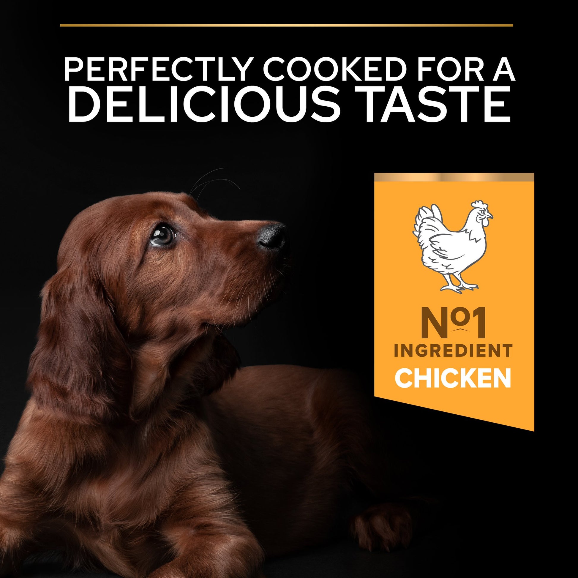 Dog with a label indicating chicken as the number one ingredient on a black background