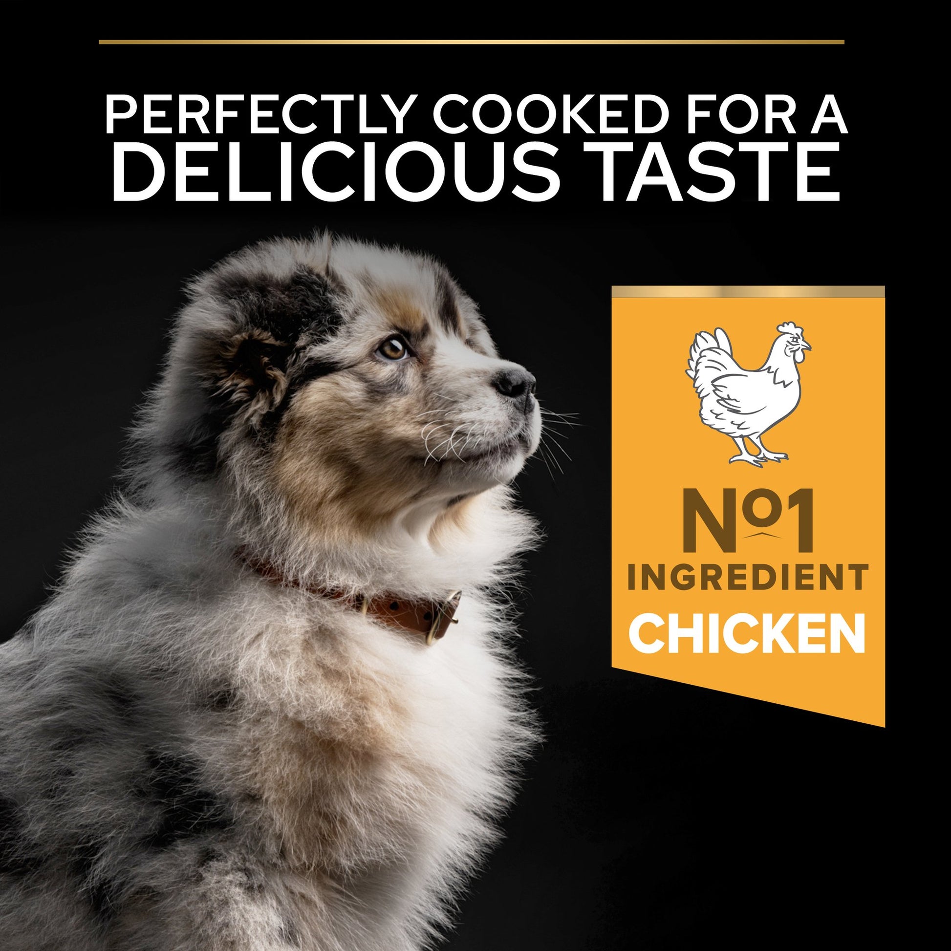 Dog with text 'Perfectly cooked for a delicious taste' and 'No. 1 Ingredient Chicken' on an orange background.