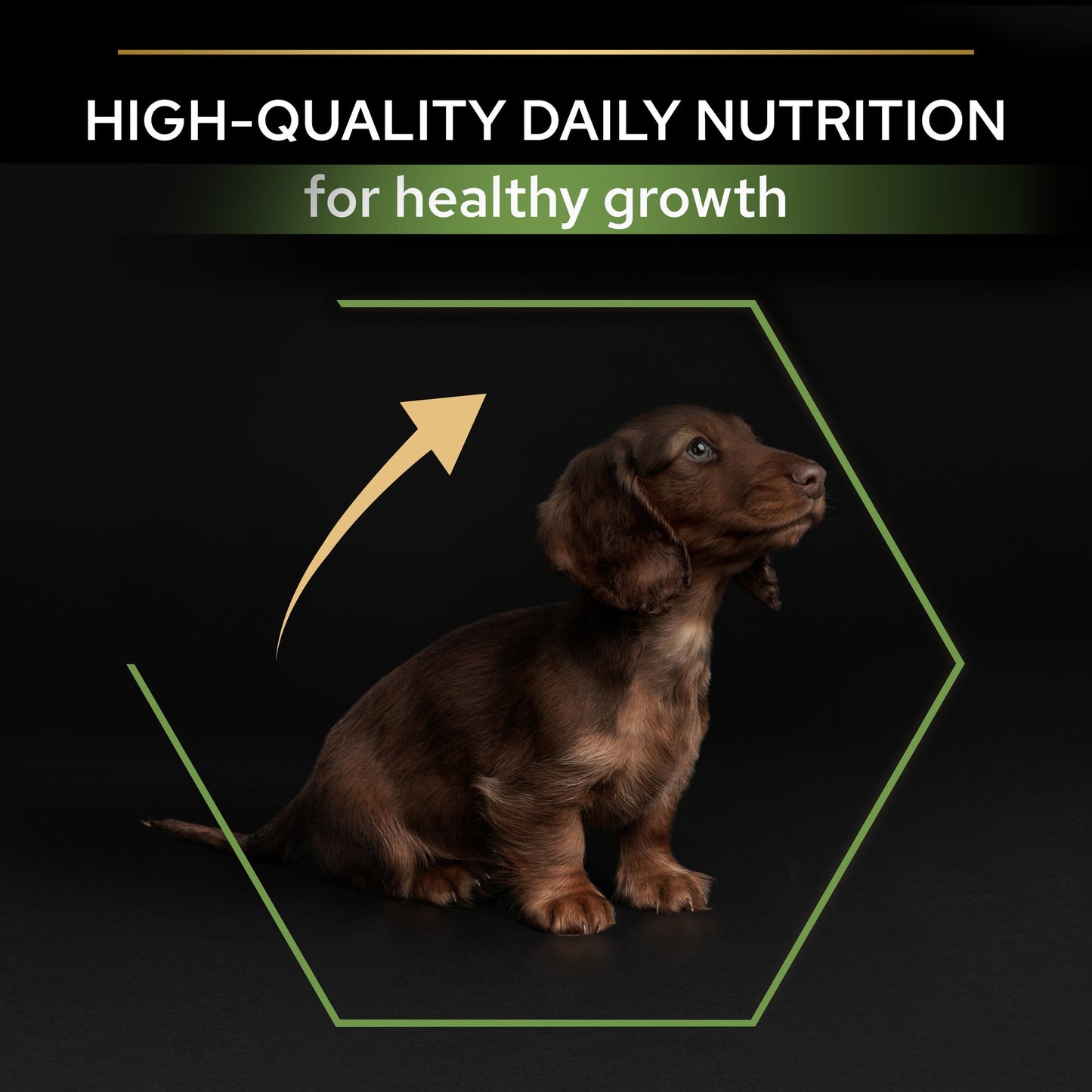 Chocolate-colored puppy with text about high-quality daily nutrition.