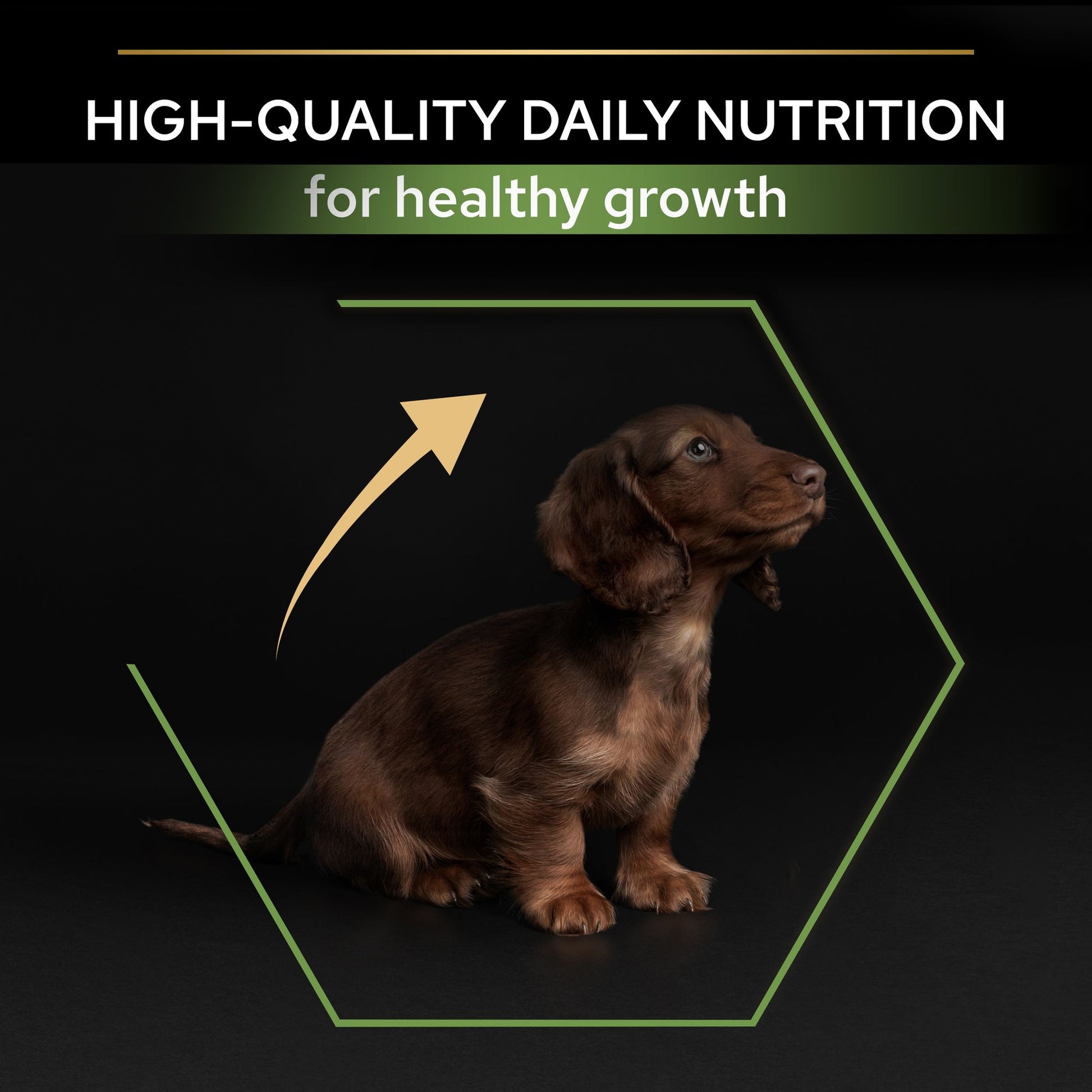 Chocolate-colored puppy with text about high-quality daily nutrition.
