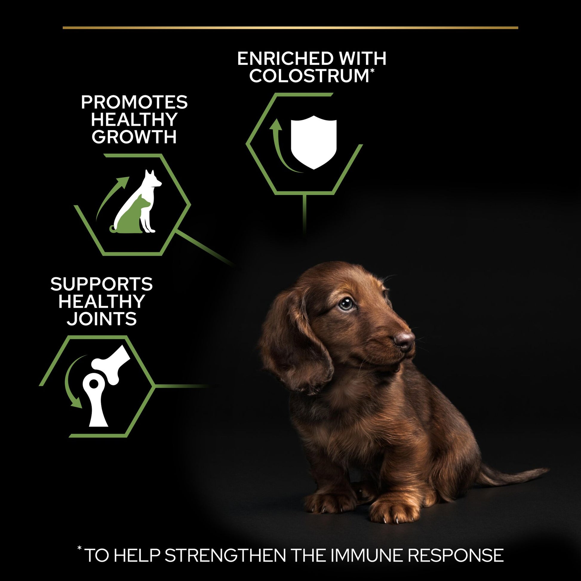 Dog with health benefits 
