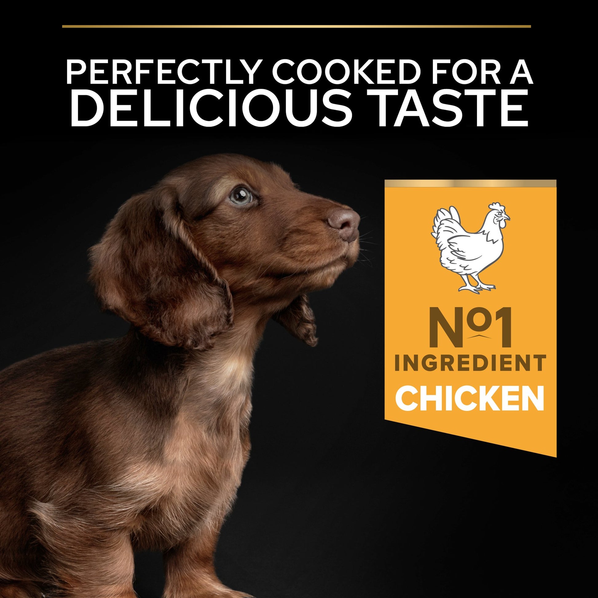 Dog looking at a label with a chicken illustration and text on a black background.