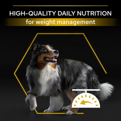 Dog with weight management scale on a black background