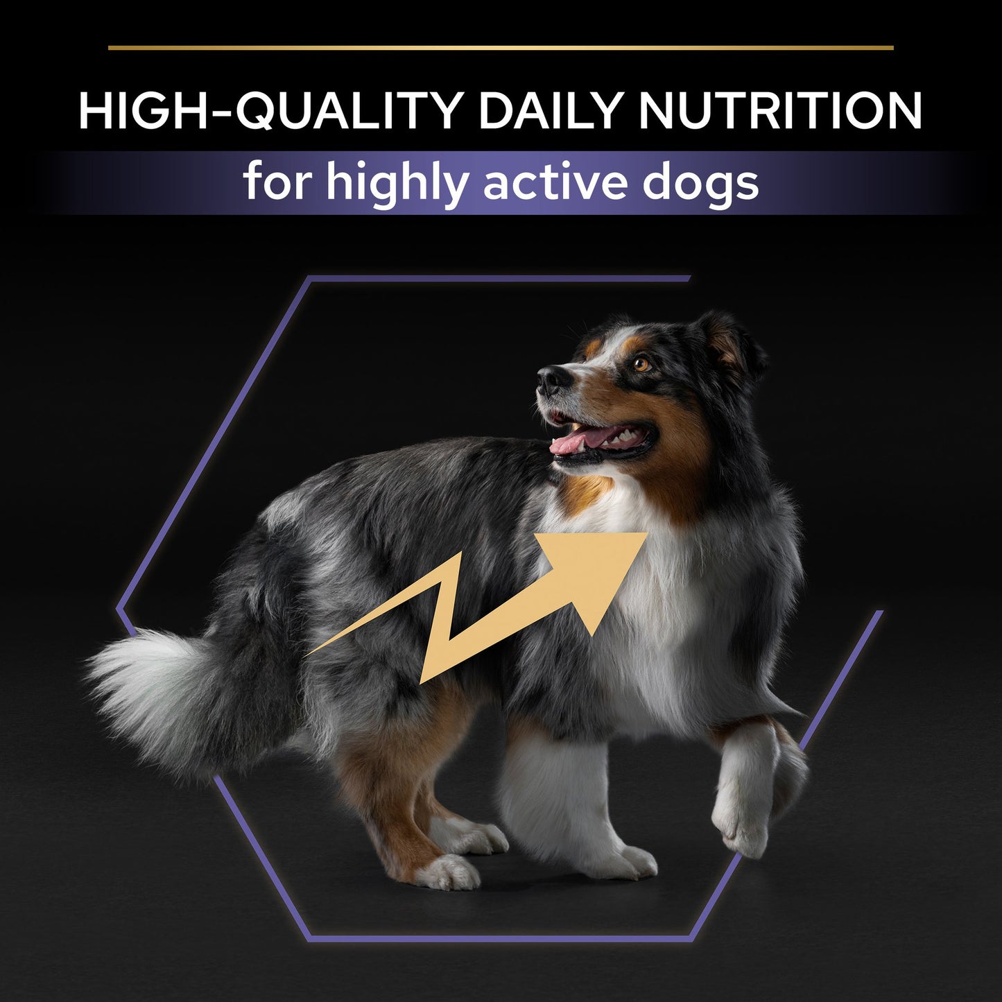 Dog with high-quality daily nutrition text
