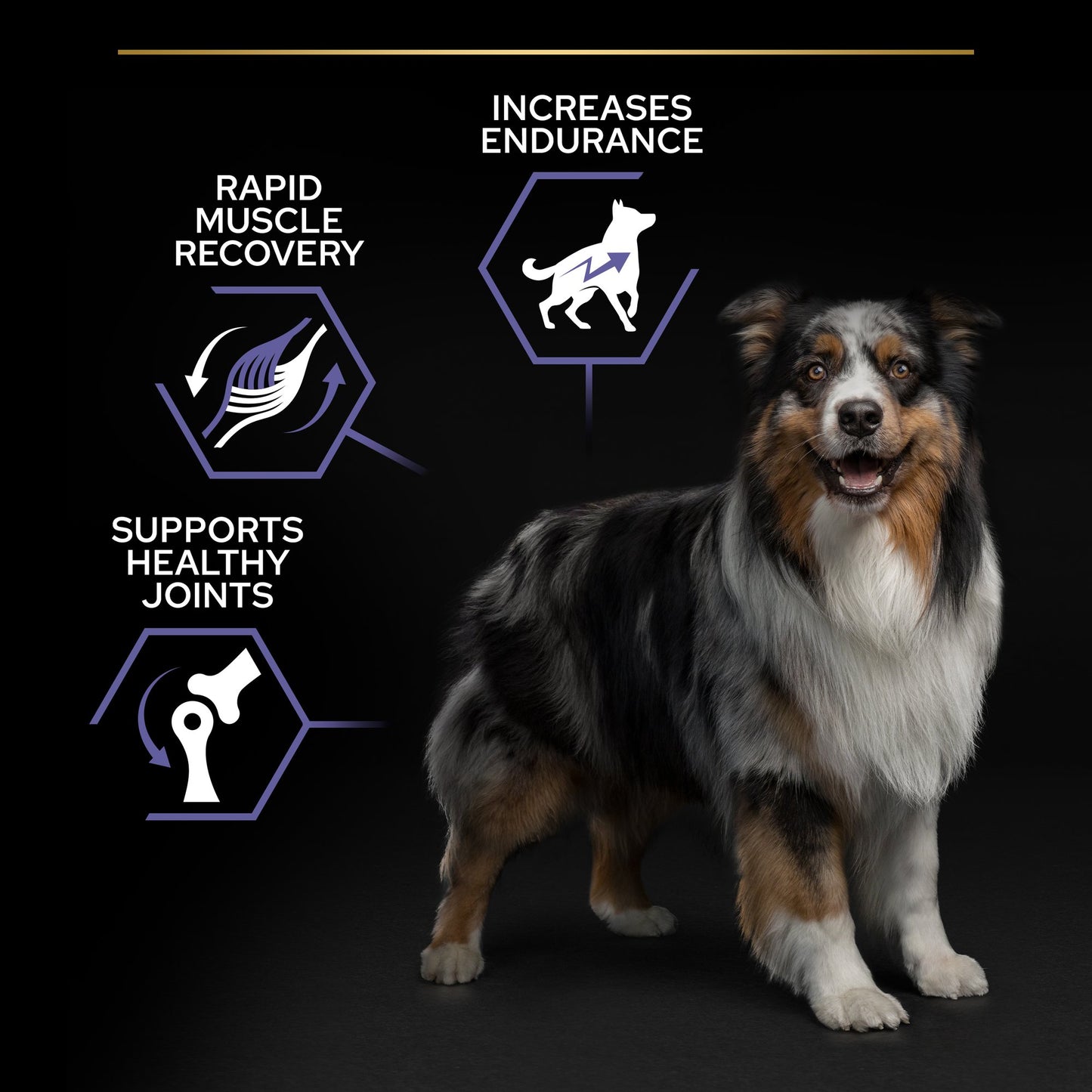 Dog with health benefits displayed on a dark background