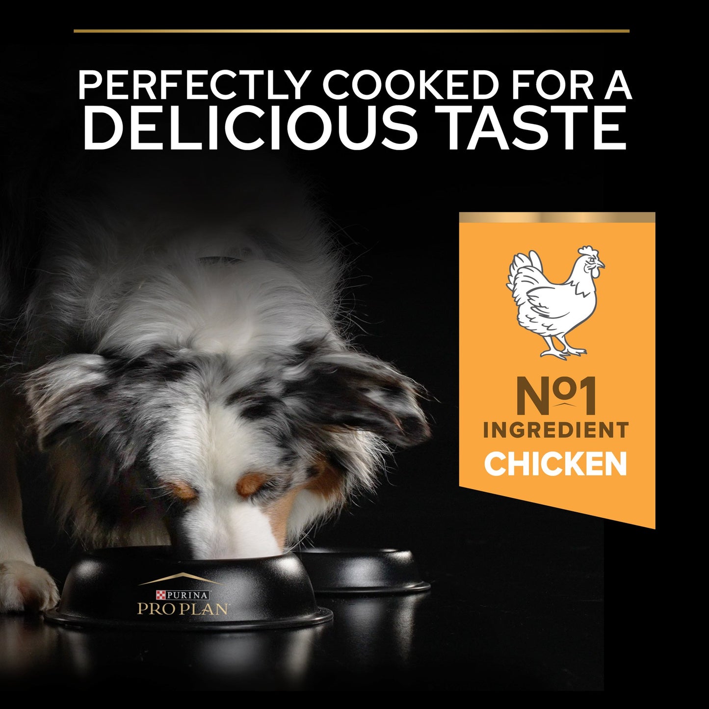 Dog eating food with a label highlighting chicken as the main ingredient.