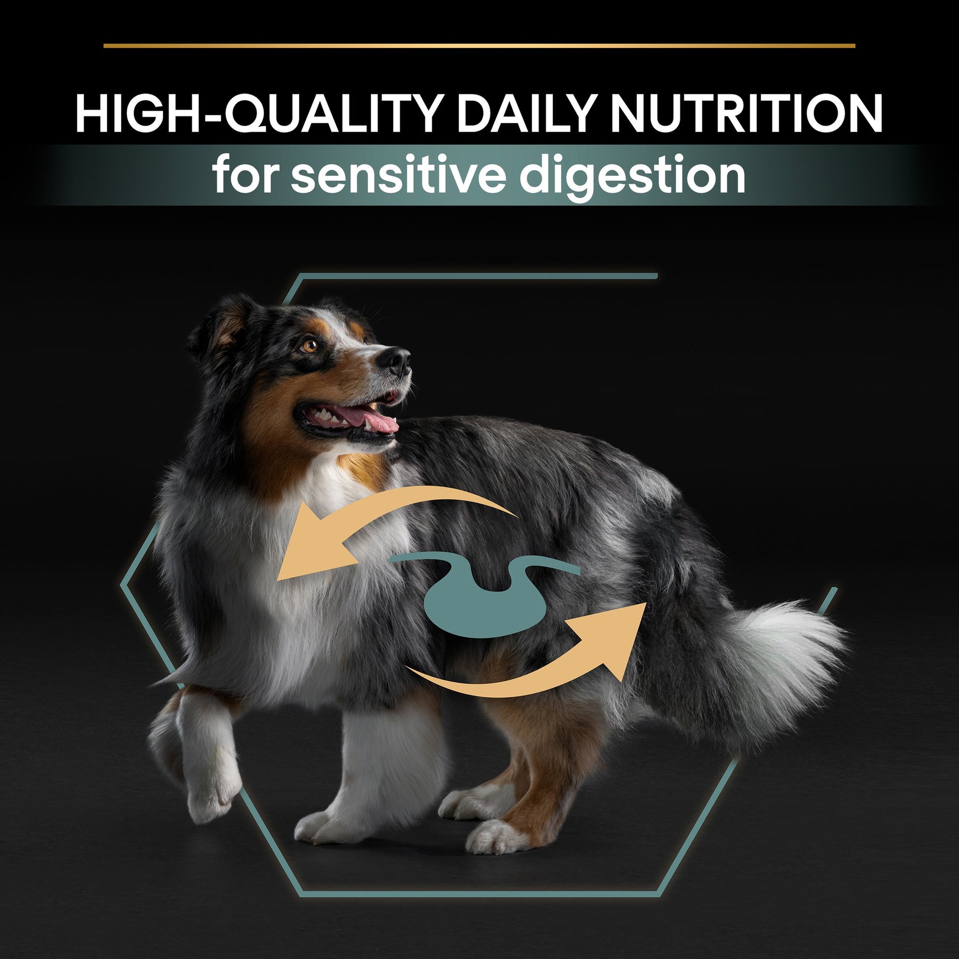 Dog with digestive system illustration and text about high-quality daily nutrition for sensitive digestion.