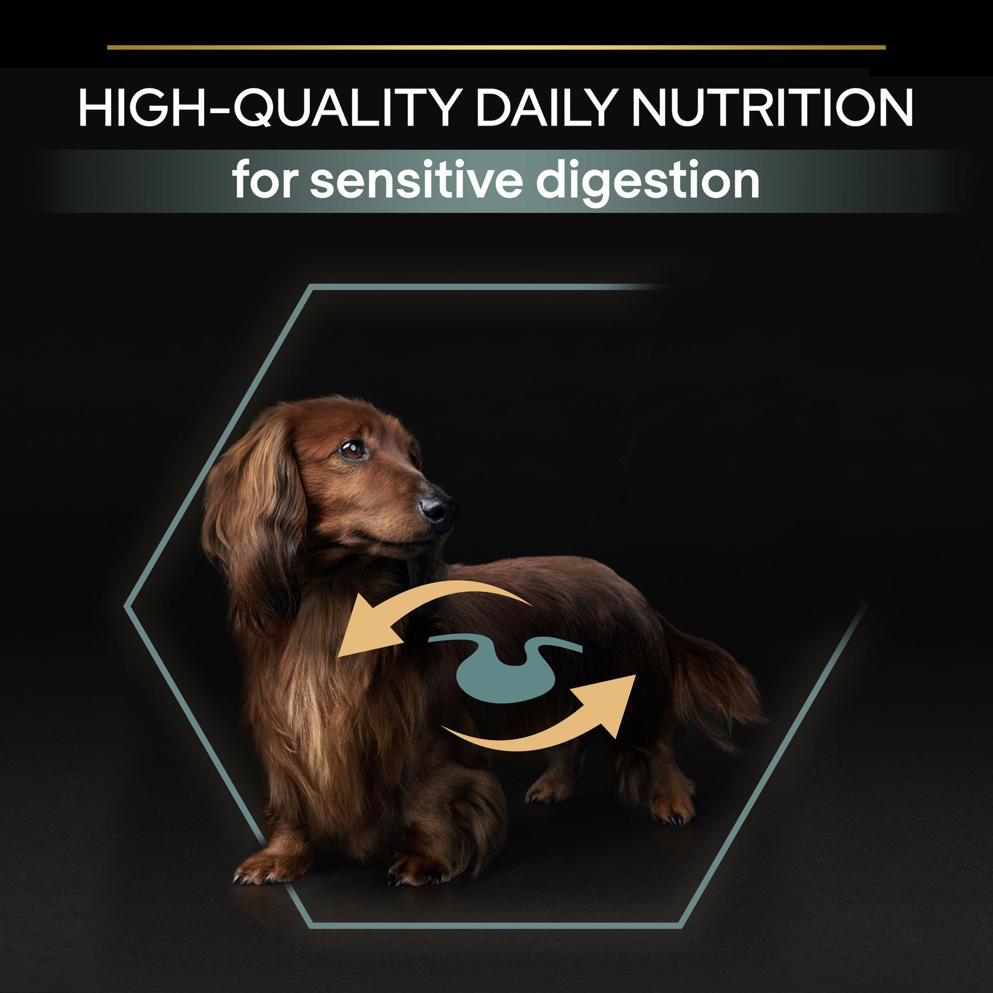 Dog with nutritional arrows and text on a dark background