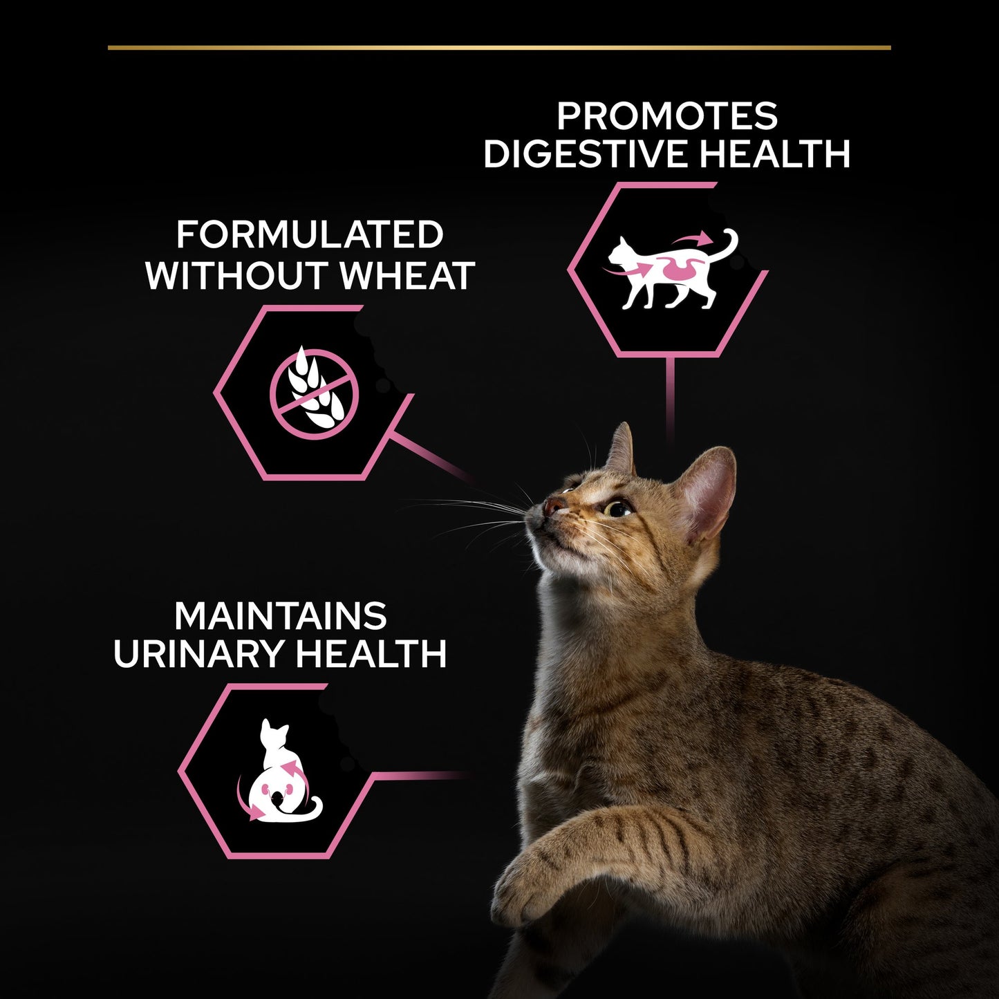Cat looking up with health benefits text on a black background