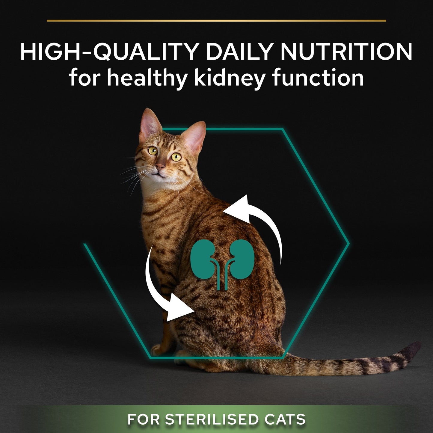 Cat with highlighted kidneys and text about high-quality daily nutrition for healthy kidney function in sterilized cats.