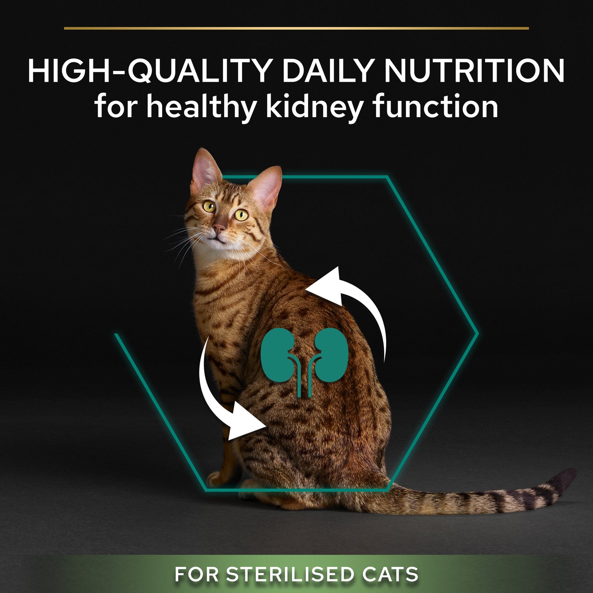 Cat with highlighted kidneys and text about high-quality daily nutrition for healthy kidney function in sterilized cats.