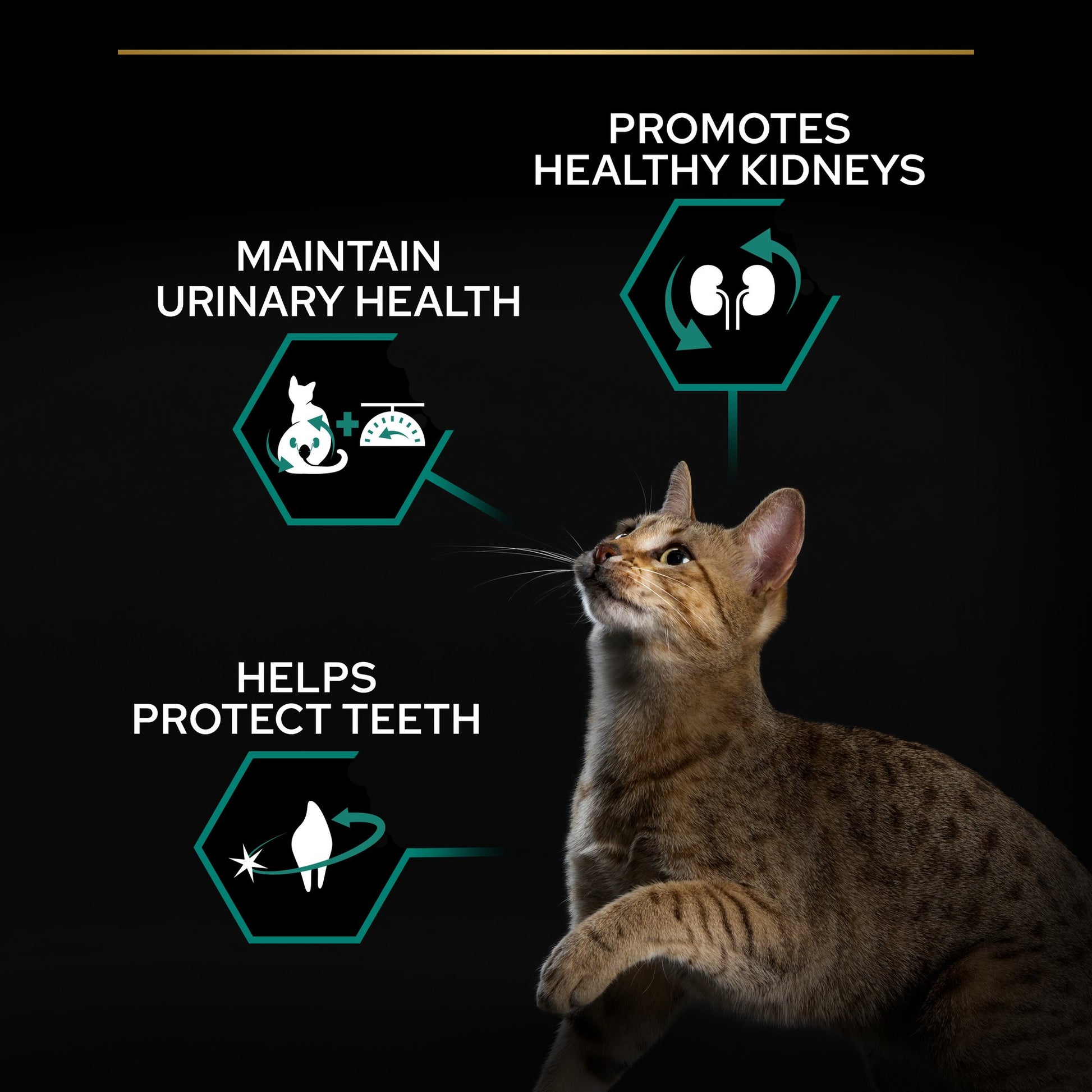 Cat looking up with health benefits text on a dark background
