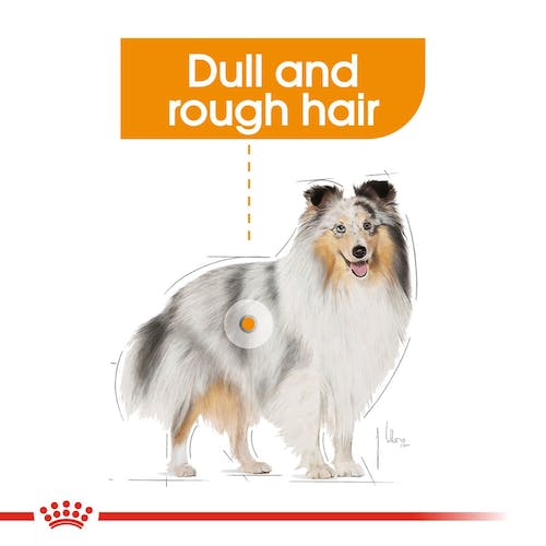 Royal Canin - Coat Care Dog Wet Food 85g