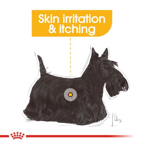 Royal Canin - Dermacomfort Care Senior small Dog Wet Food 85g